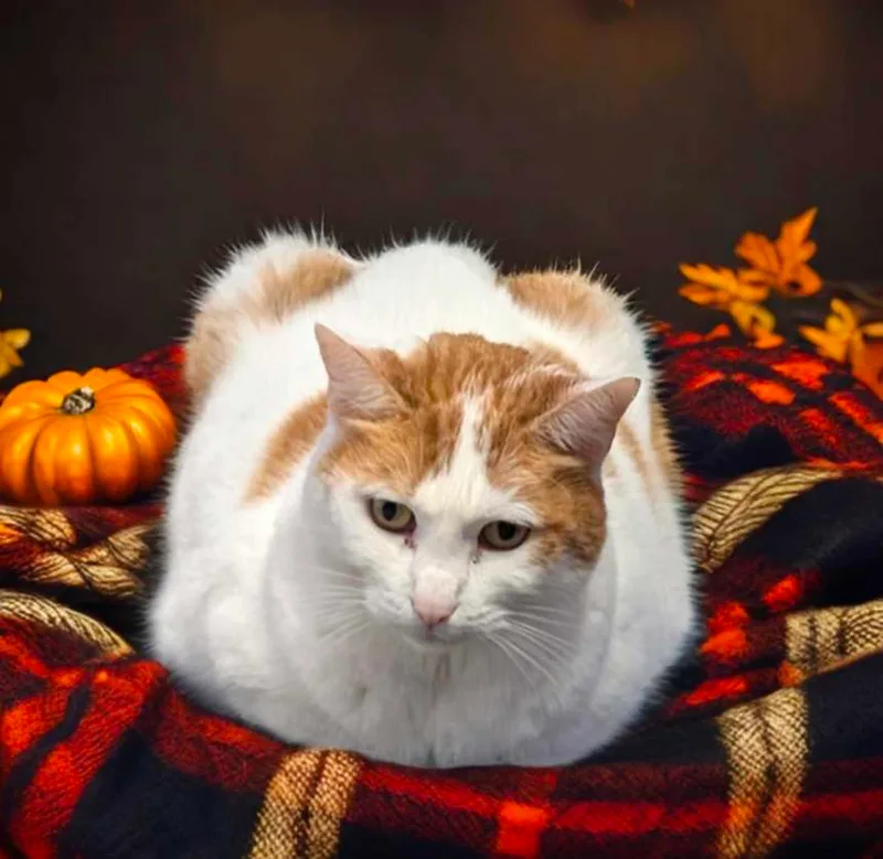 A senior large-sized female Domestic Short Hair cat named Kyla for adoption in West Palm Beach, FL