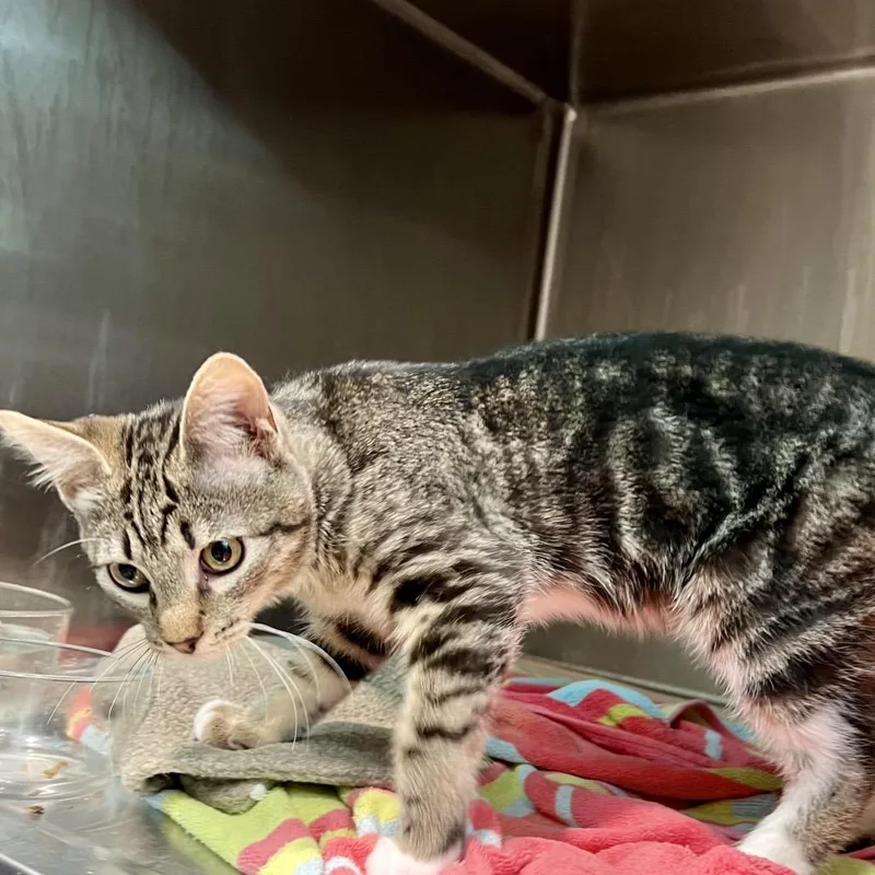 A baby small-sized male Domestic Short Hair cat named Oscar for adoption in Cumming, GA