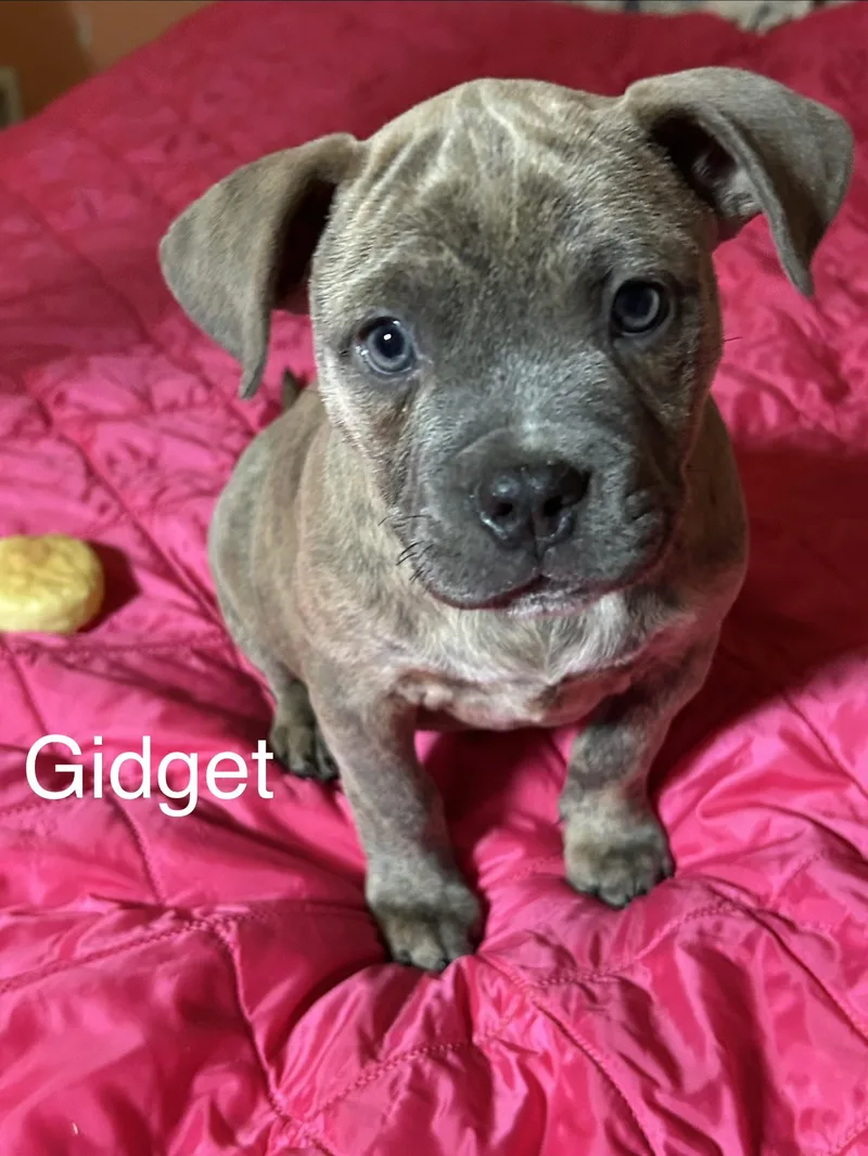 Gidget thumbnail 2
