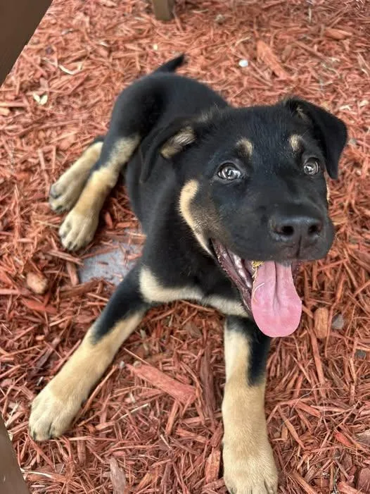 A baby medium-sized male Labrador Retriever dog named Archer for adoption in Saint Petersburg, FL