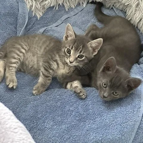 A baby medium-sized female Domestic Short Hair cat named Poppy And Jack for adoption in Stamford, CT