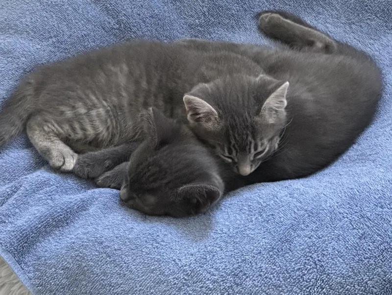 Poppy And Jack thumbnail 3