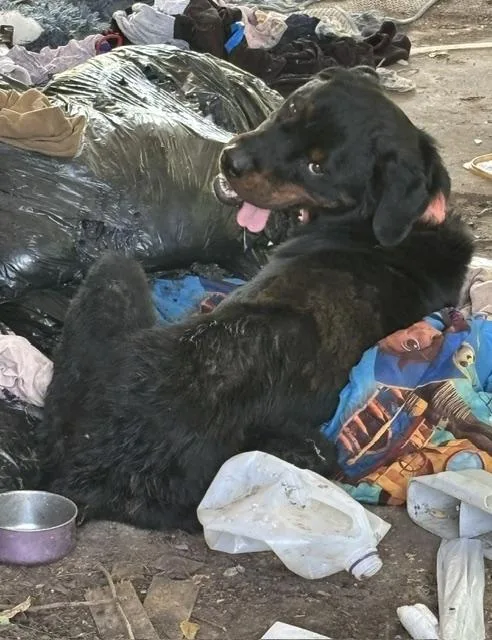 An adult medium-sized male Rottweiler dog named A for adoption in Oklahoma City, OK