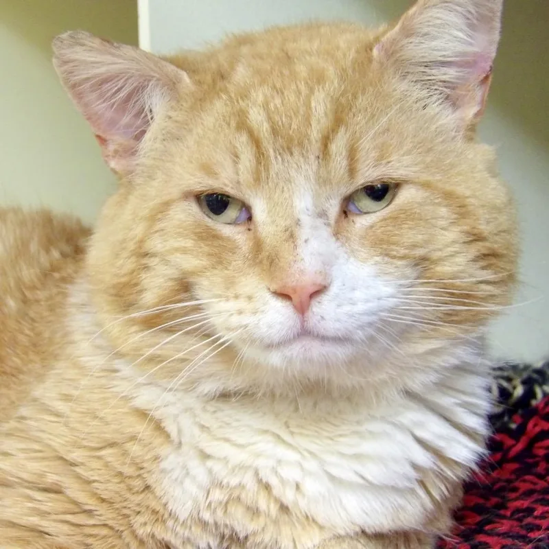 A senior large-sized male Domestic Short Hair cat named Reggie for adoption in Newark, NJ