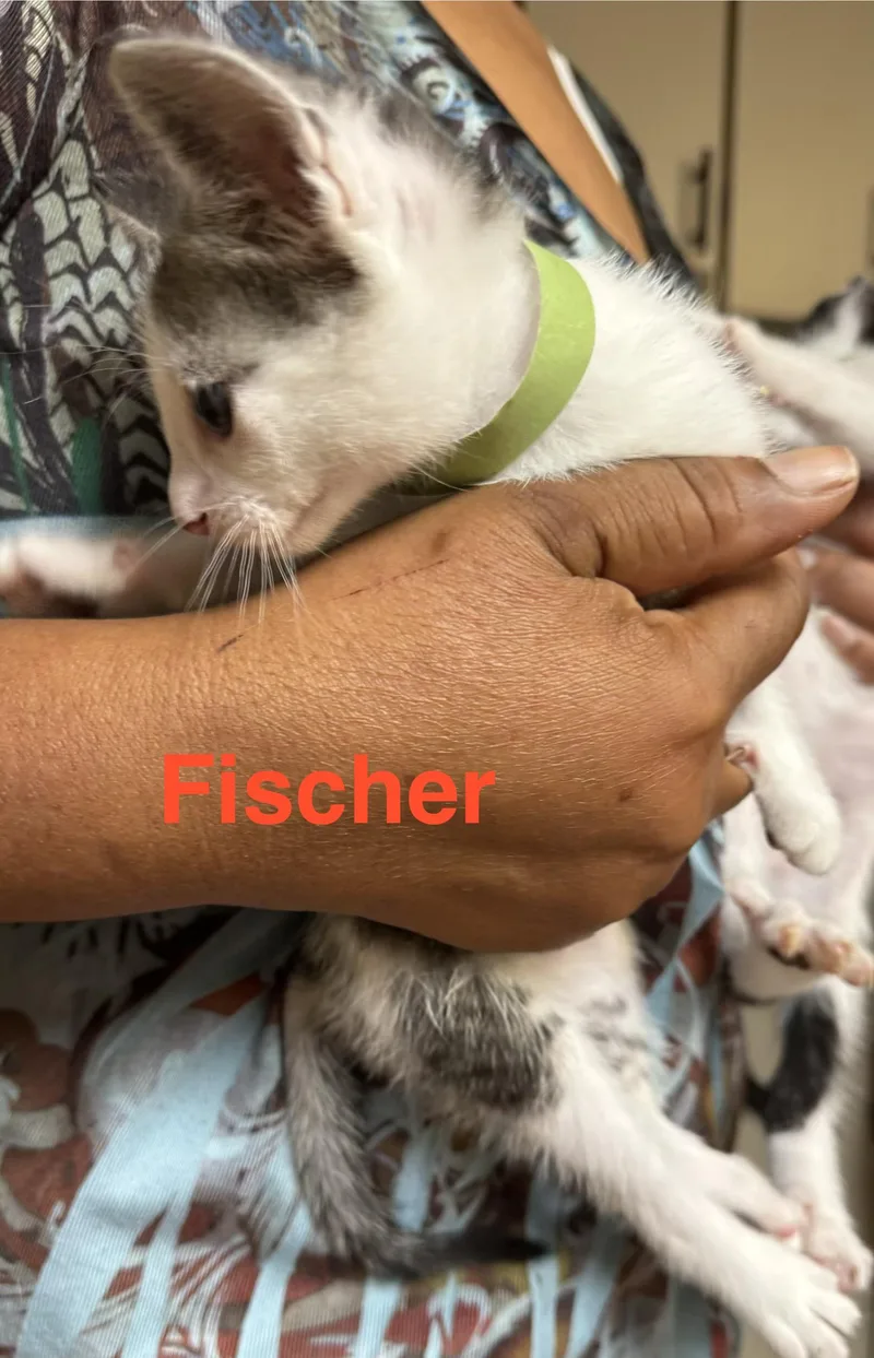 Fisher