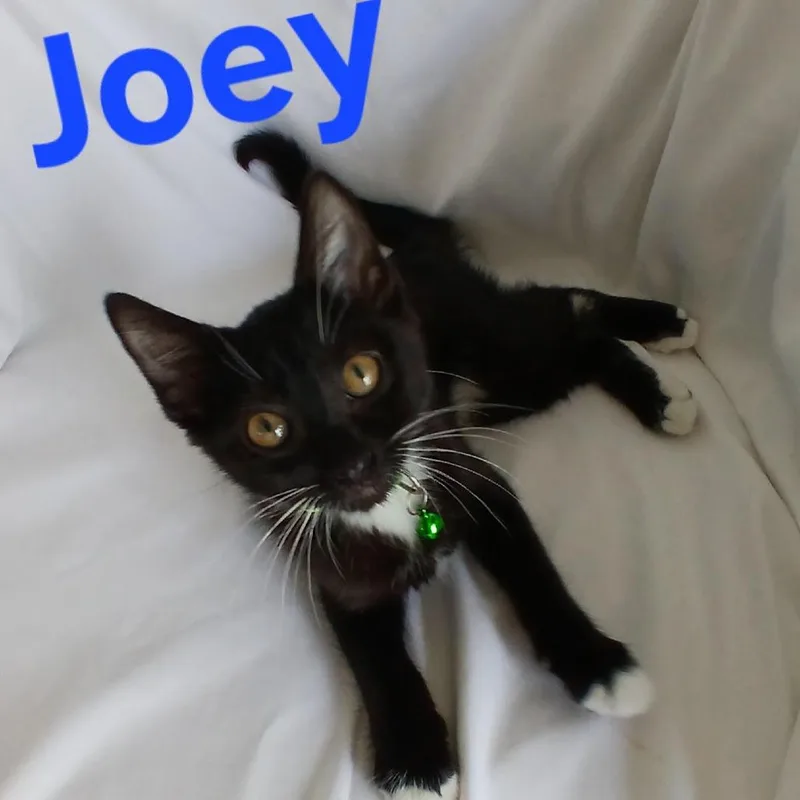 A baby small-sized male Black Domestic Short Hair cat named Joey C for adoption in Princeton, MN