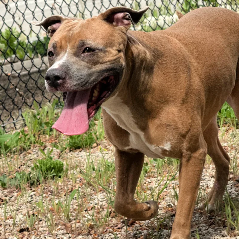 Gracie