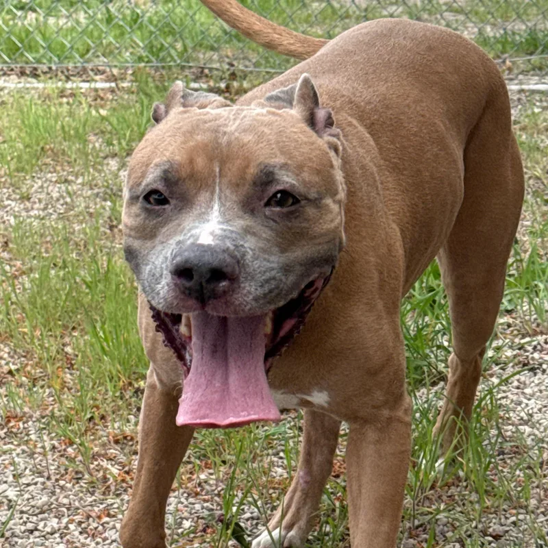 Gracie thumbnail 3