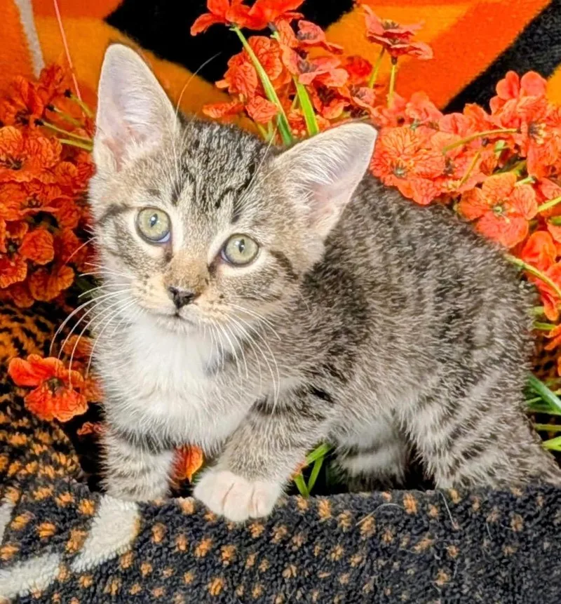 A baby small-sized male Domestic Short Hair cat named Pooh Bear for adoption in Stillwater, OK