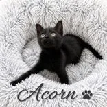Acorn
