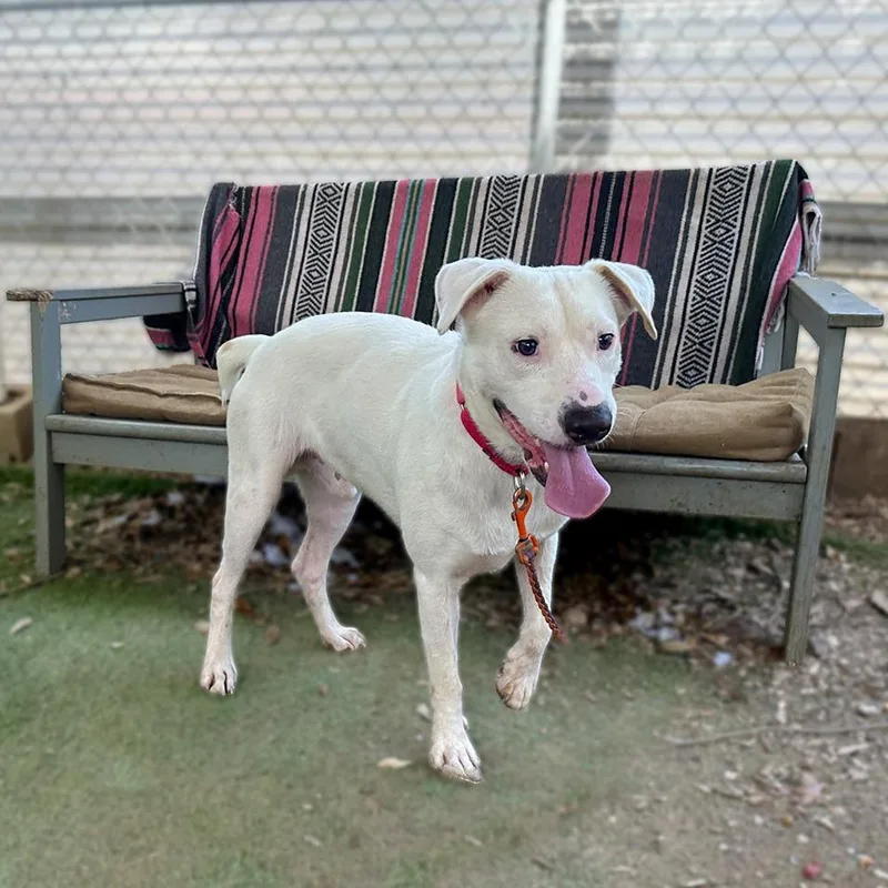 An adult medium-sized male White / Cream Labrador Retriever dog named Cheese for adoption in Austin, TX