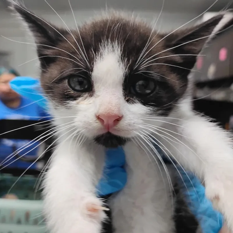 A baby small-sized male Black Domestic Short Hair cat named Reebok for adoption in Summerville, SC