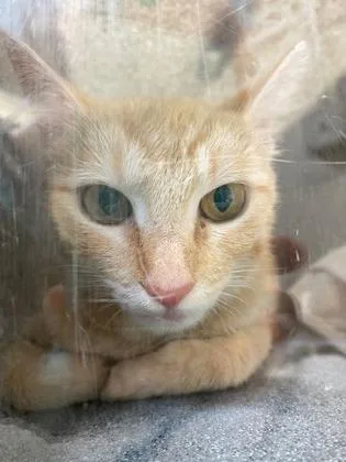An adult medium-sized female Domestic Short Hair cat named Kettle Corn for adoption in Fairfax, VA