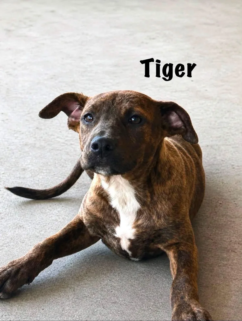 A young medium-sized female Brindle Pit Bull Terrier dog named Tiger for adoption in Senatobia, MS