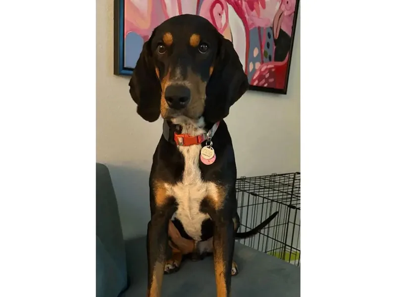 A young large-sized male Black and Tan Coonhound dog named Nico for adoption in Leawood, KS