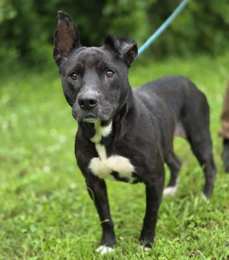 An adult medium-sized female Black Terrier dog named Raven for adoption in Anniston, AL