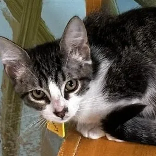 A baby medium-sized male Tabby (Gray / Blue / Silver) Tabby cat named Kenny  Handsome & for adoption in Hoquiam, WA