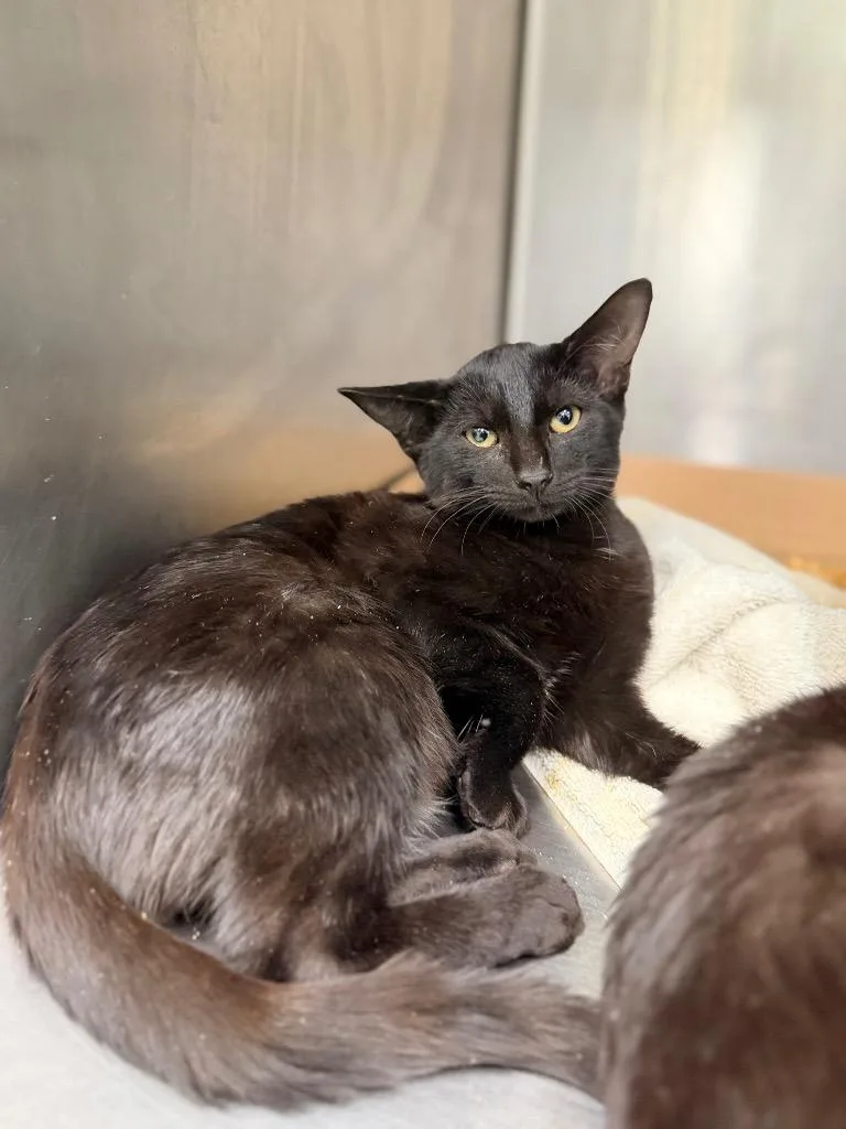 A baby medium-sized male Domestic Short Hair cat named Pax for adoption in Danielsville, GA