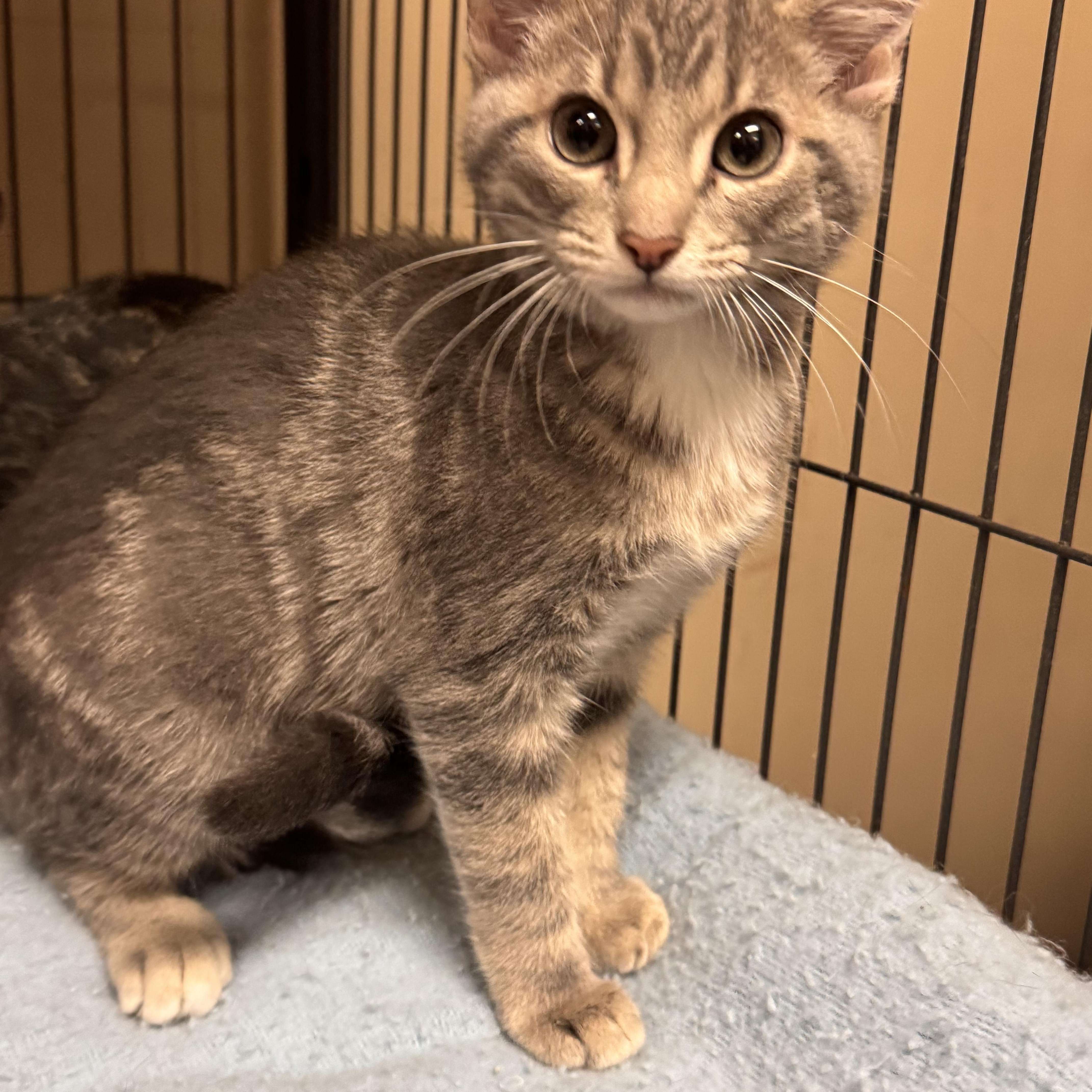 A baby medium-sized female Tabby (Gray / Blue / Silver) Domestic Short Hair cat named Azalea for adoption in Logan, OH