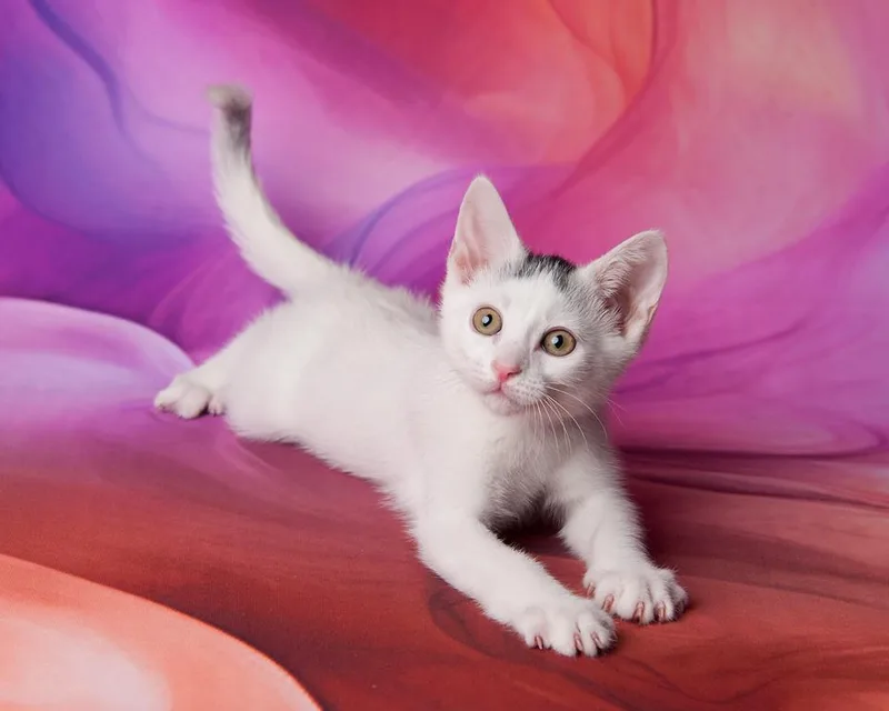 A baby medium-sized male White Domestic Short Hair cat named Snowdrop Savant for adoption in Chandler, AZ