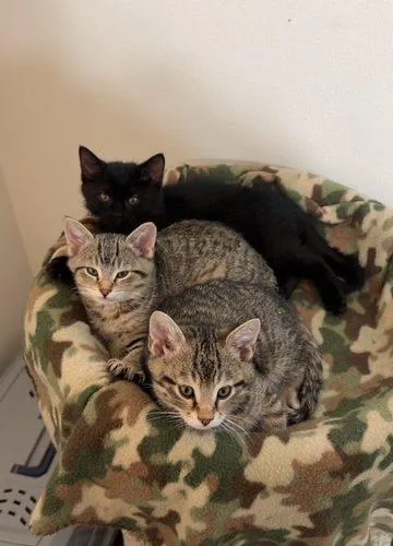 A baby small-sized male Tabby (Brown / Chocolate) Domestic Short Hair cat named Mac for adoption in Kenosha, WI