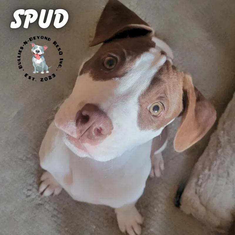 A young large-sized male Staffordshire Bull Terrier dog named Spud for adoption in Omaha, NE