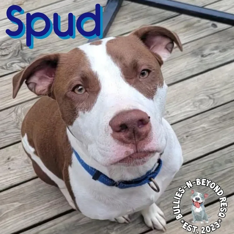 Spud thumbnail 3