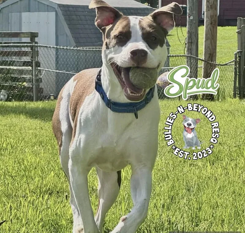 Spud thumbnail 4