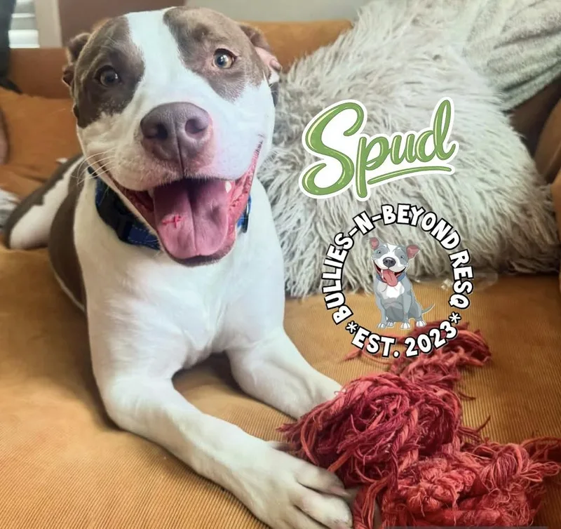Spud thumbnail 5