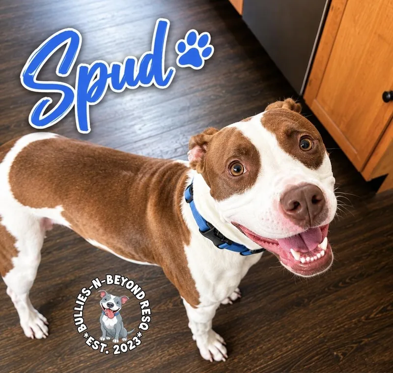 Spud thumbnail 6