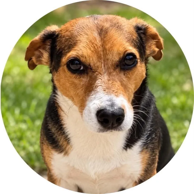 An adult medium-sized female Tricolor (Brown, Black, & White) Beagle dog named Ori for adoption in Mount Holly, NJ
