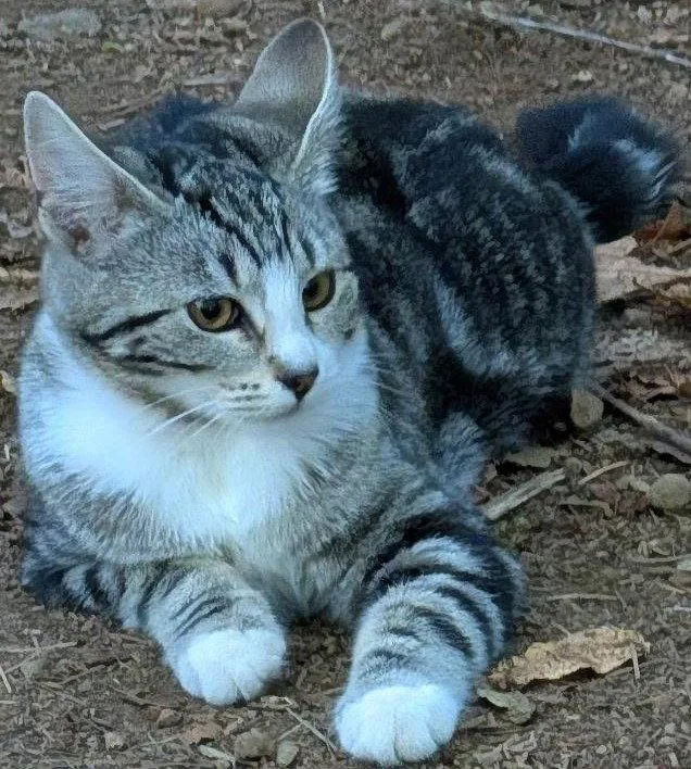 A baby small-sized female Domestic Short Hair cat named Zenyatta for adoption in Battle Ground, WA