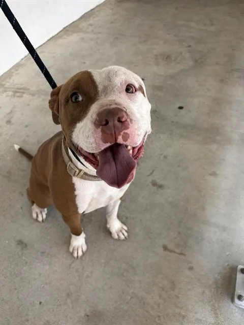 An adult medium-sized male Pit Bull Terrier dog named King for adoption in Miami, FL