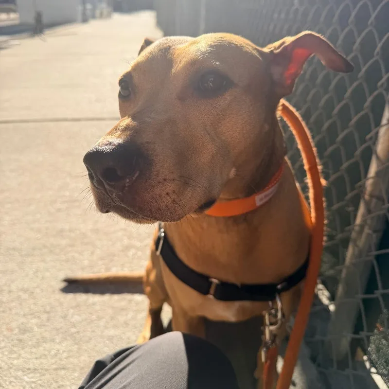 An adult medium-sized female Yellow / Tan / Blond / Fawn Mixed Breed dog named Violet for adoption in New York, NY