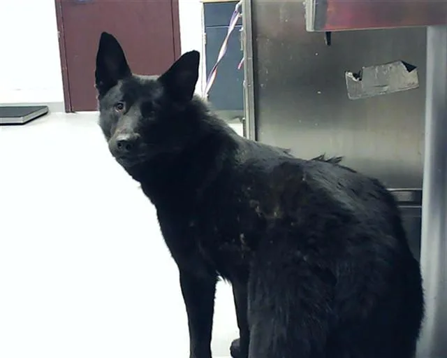 A young large-sized female German Shepherd Dog dog named Blair for adoption in Fayetteville, NC