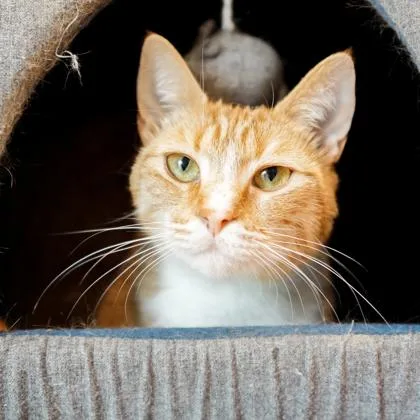 An adult small-sized female White Domestic Short Hair cat named Cholupa for adoption in Atlanta, GA