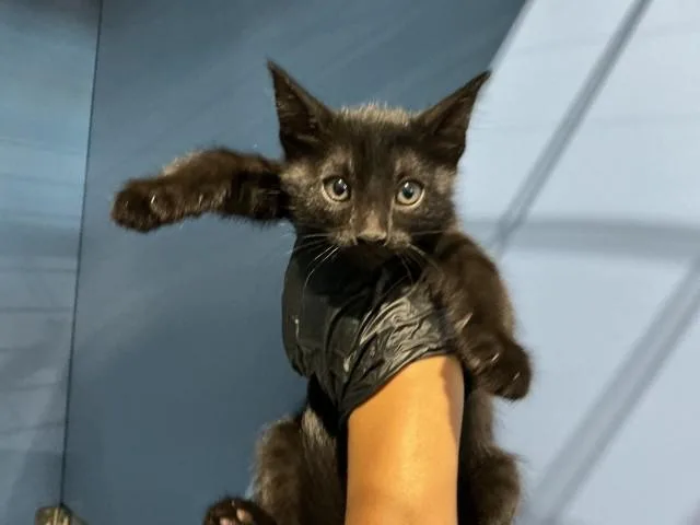 A baby small-sized female Domestic Short Hair cat named Cookie Butter for adoption in San Bernardino, CA