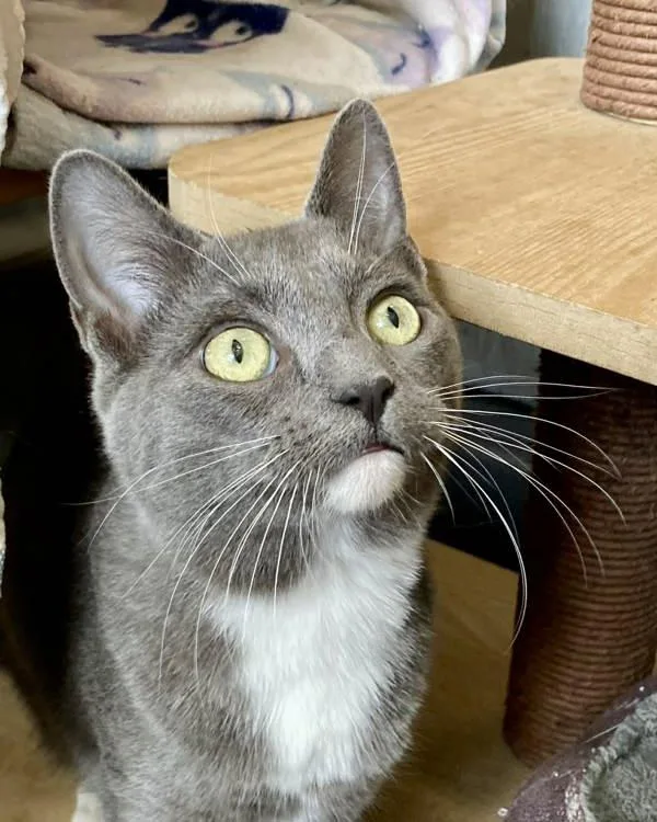 Isabella thumbnail 3