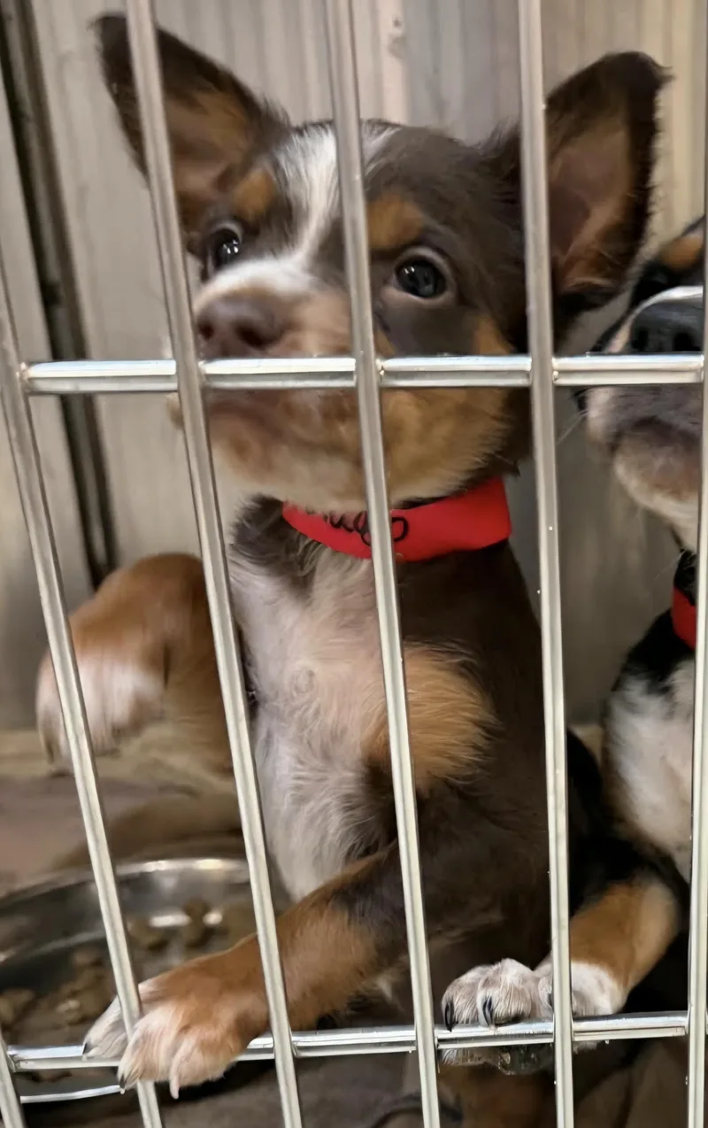 A baby small-sized female Beagle dog named Badger for adoption in Knoxville, TN
