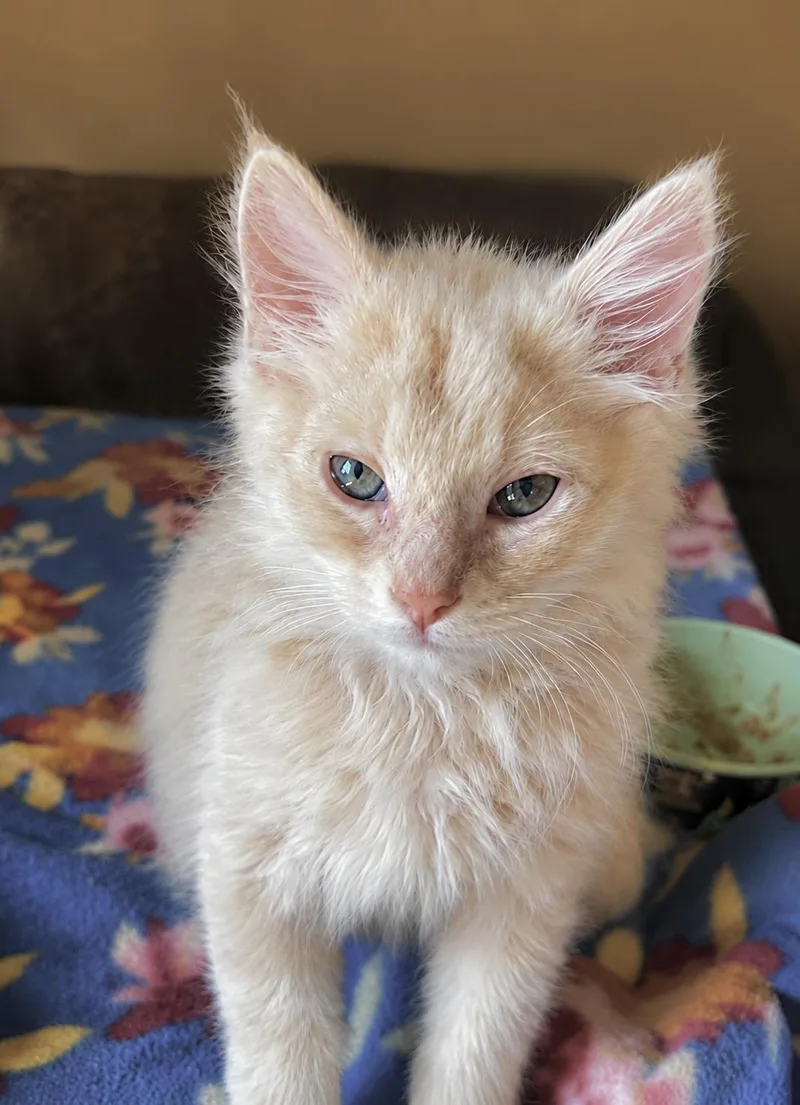 A baby medium-sized male Domestic Medium Hair cat named Buff for adoption in Detroit, MI