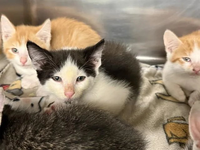 A baby small-sized male Domestic Short Hair cat named Mike for adoption in Grand Prairie, TX