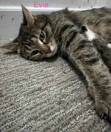 An adult small-sized female Domestic Short Hair cat named Evie for adoption in St. Anne, IL