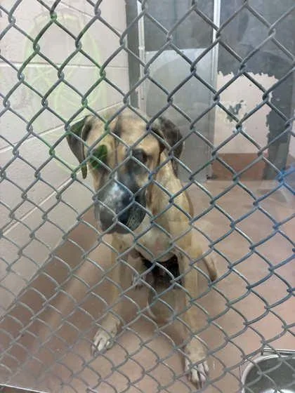 An adult large-sized male Anatolian Shepherd dog named Rocky for adoption in McKinney, TX