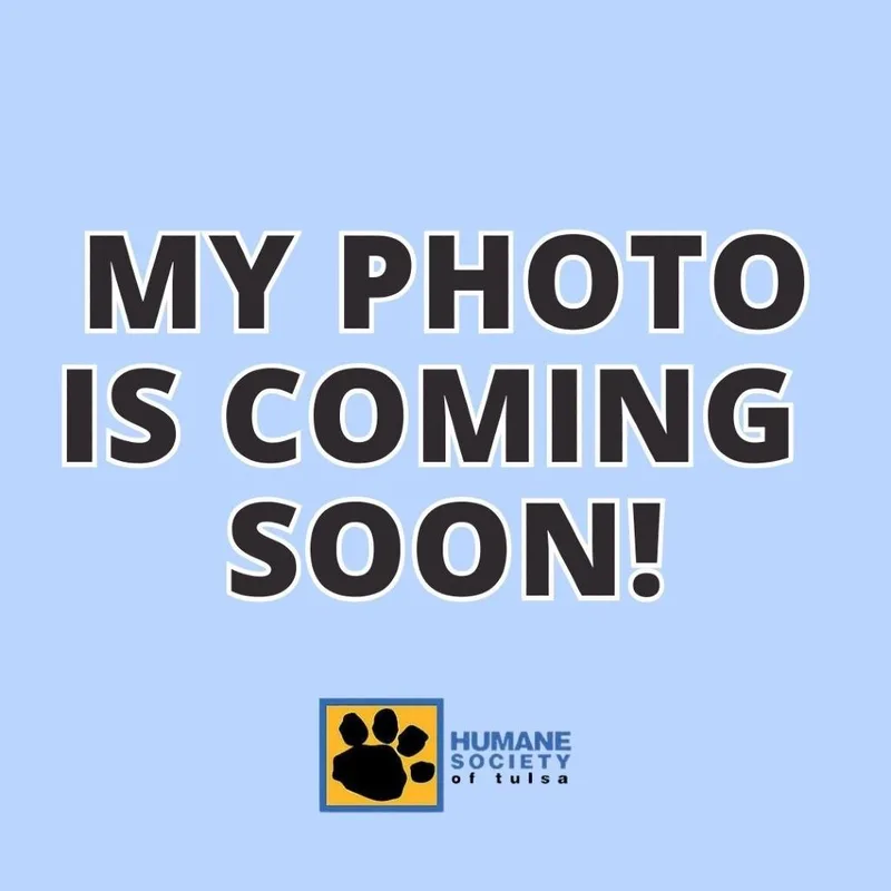 A baby small-sized male Black Shepherd dog named Dakota for adoption in Tulsa, OK