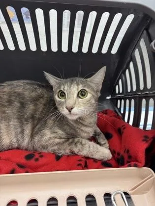 A young medium-sized female Domestic Short Hair cat named Luna for adoption in Seattle, WA
