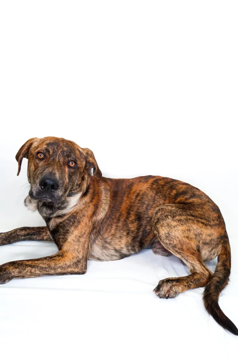 An adult medium-sized male Brindle Shepherd dog named Dozer for adoption in Bixby, OK