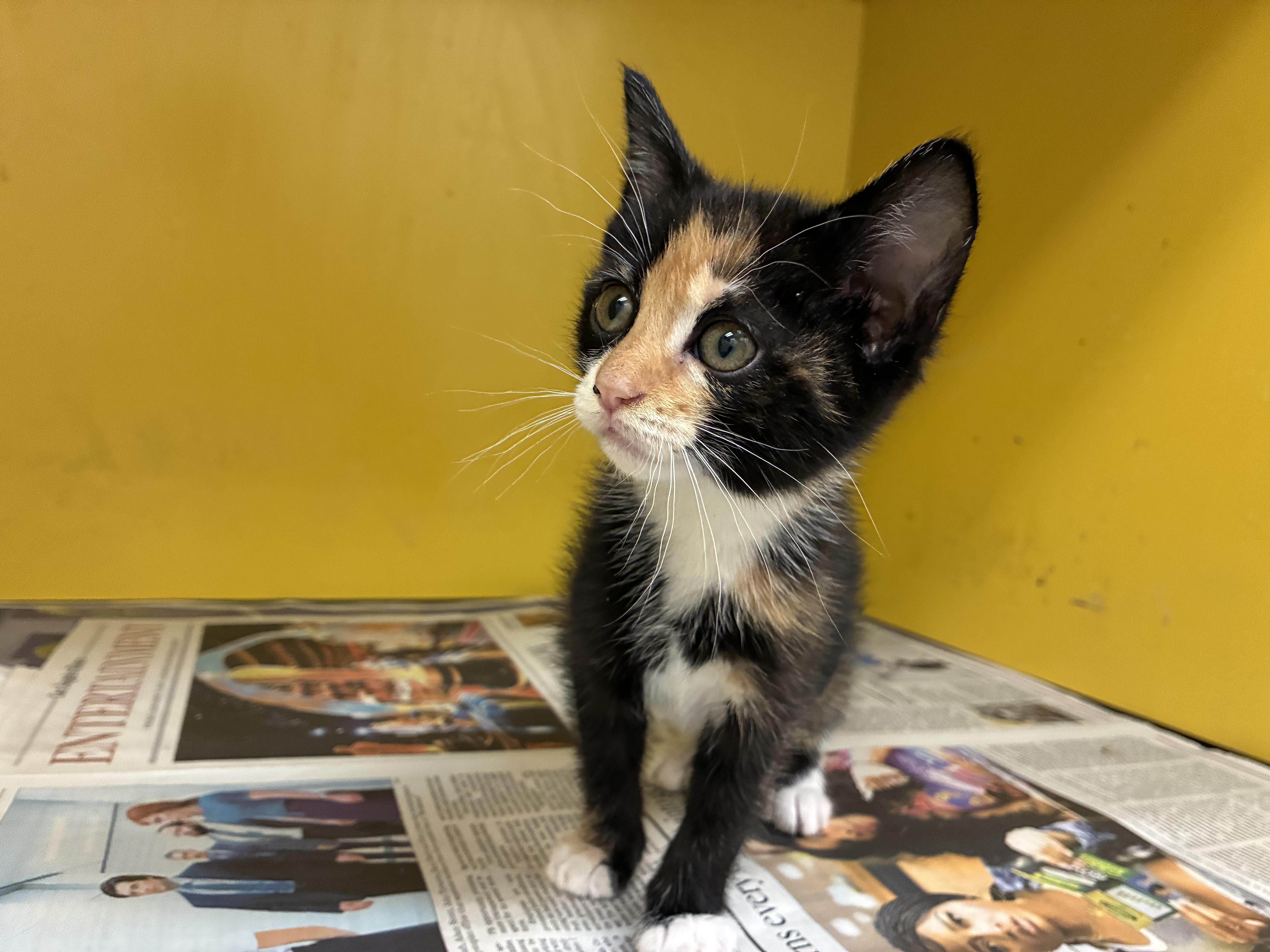 A baby medium-sized female Domestic Short Hair cat named Lizzy for adoption in Los Angeles, CA