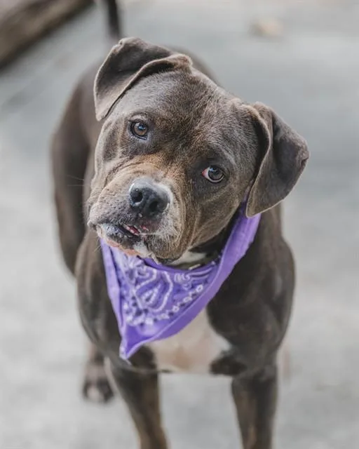 An adult large-sized female American Bulldog dog named Jesse for adoption in Miami, FL