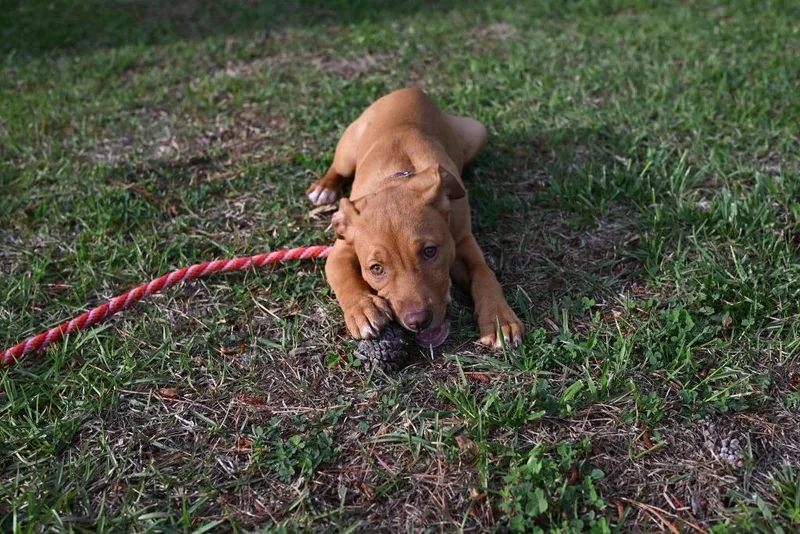 A baby medium-sized female Mixed Breed dog named Nutmeg for adoption in Raleigh, NC