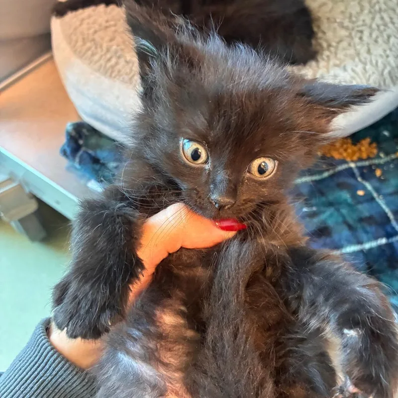 A baby small-sized male Black Domestic Short Hair cat named Pickles for adoption in Norman, OK